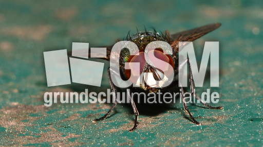 Schmeißfliege (11).jpg